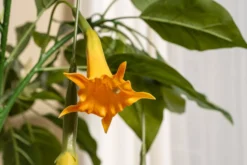 Kunstig Daturatræ orange 140 cm