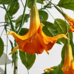 Kunstig Daturatræ orange 140 cm