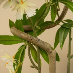 Kunstig Elaeocarpus-blomstertræ 100 cm
