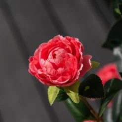 Kunstig kamelia japansk rosetræ lyserød 90 cm