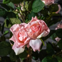 Kunstig Rosetræ lyserød 120 cm